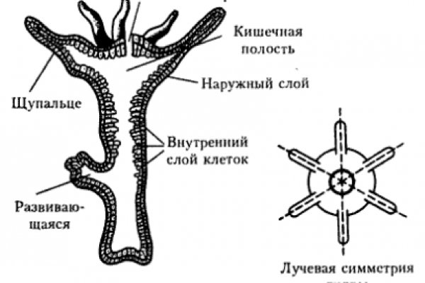 Кракен ссылка на сайт