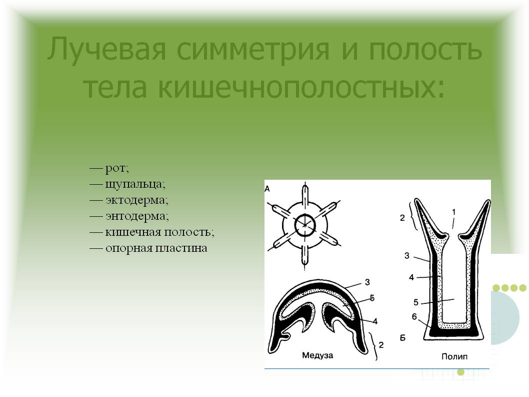 Даркнет заказ